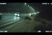 REAL Cryptids Caught Clearly On Camera - Part 3