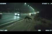 REAL Cryptids Caught Clearly On Camera - Part 3