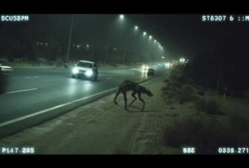 REAL Cryptids Caught Clearly On Camera - Part 3