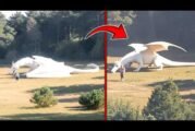 Mythical Creatures Caught on Camera!