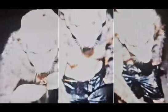 REAL Cryptids Caught Clearly On Camera