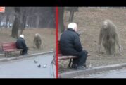 Real Footage of Mythical Creatures Caught on Camera