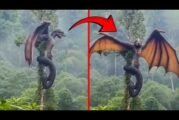Mythical Creatures Caught On Camera! No One Believed They Existed Until They Were Filmed