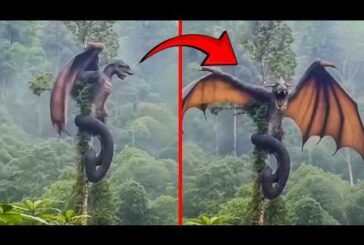 Mythical Creatures Caught On Camera! No One Believed They Existed Until They Were Filmed